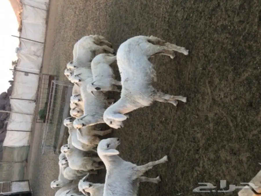 بهم خرفان ورخال غنم شهران