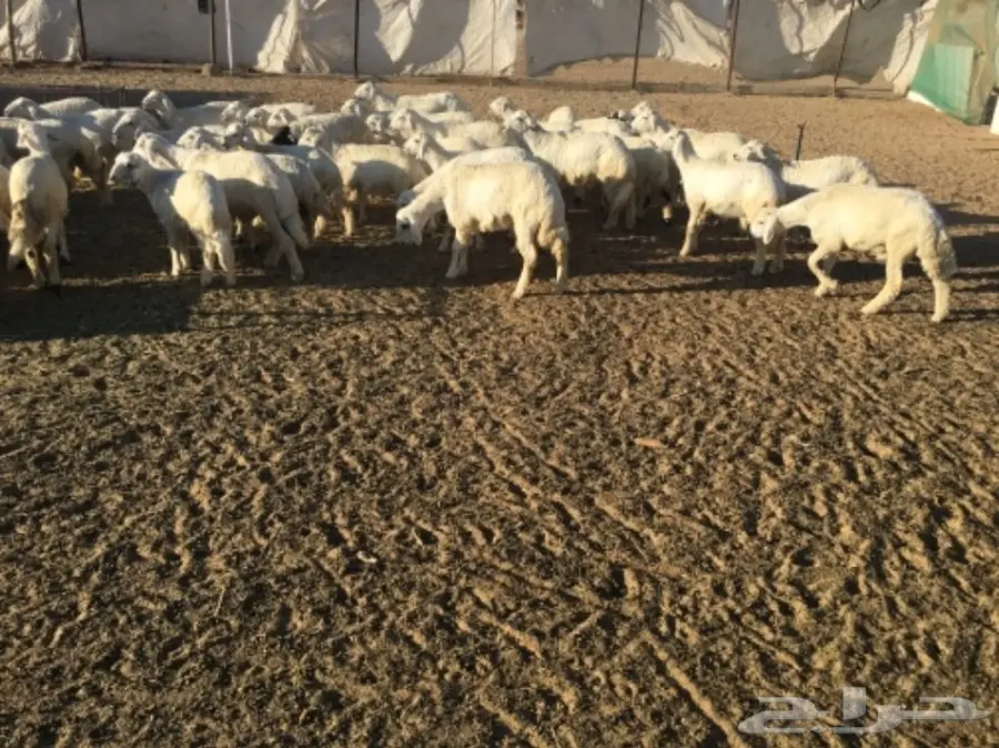 بهم خرفان ورخال غنم شهران (image 1)