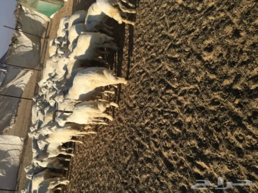 بهم خرفان ورخال غنم شهران (image 2)