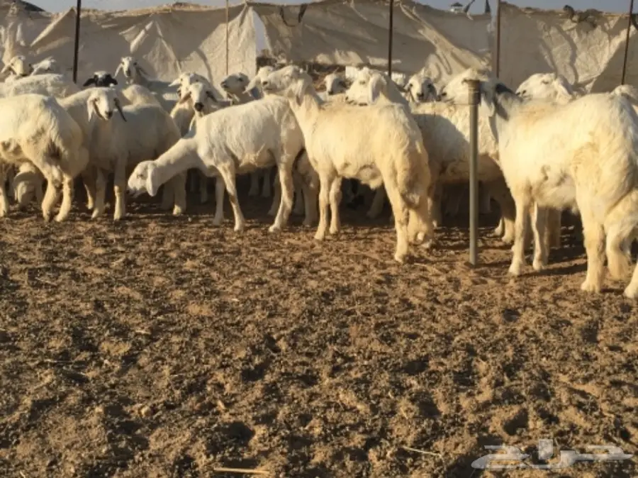 بهم خرفان ورخال غنم شهران (image 3)