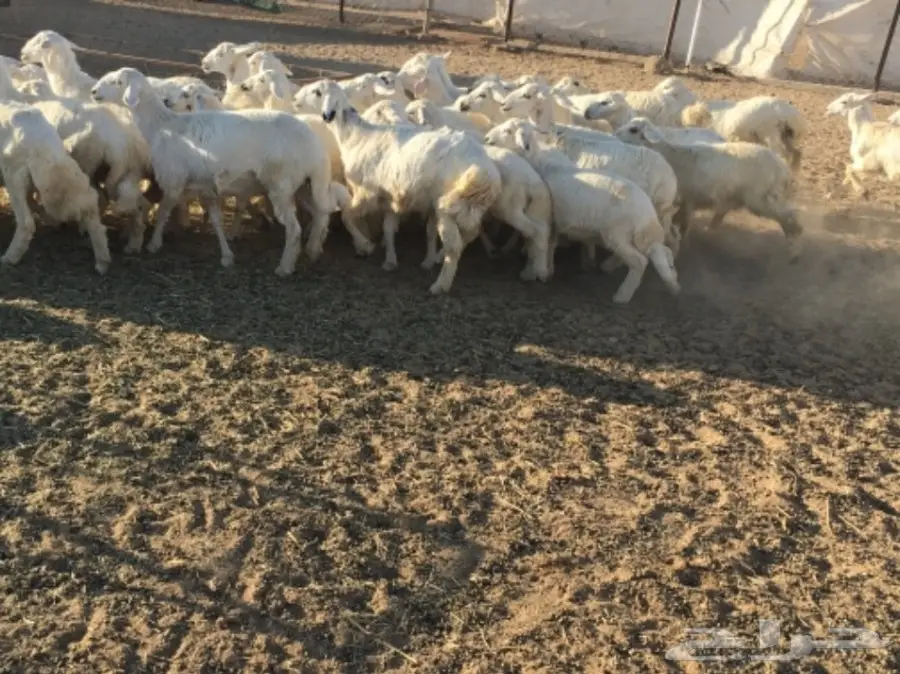 بهم خرفان ورخال غنم شهران (image 4)