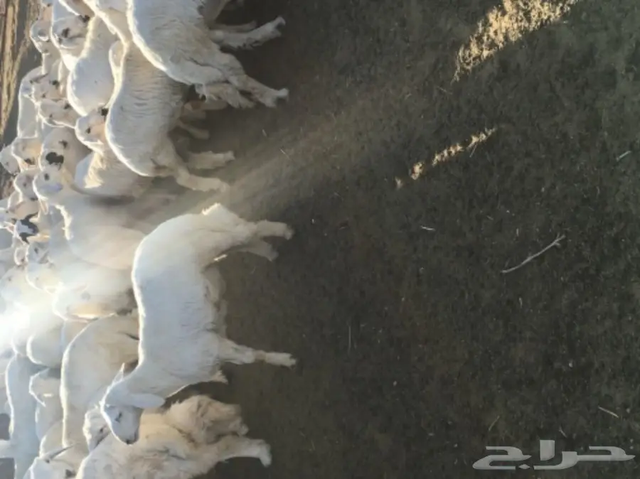 بهم خرفان ورخال غنم شهران (image 5)