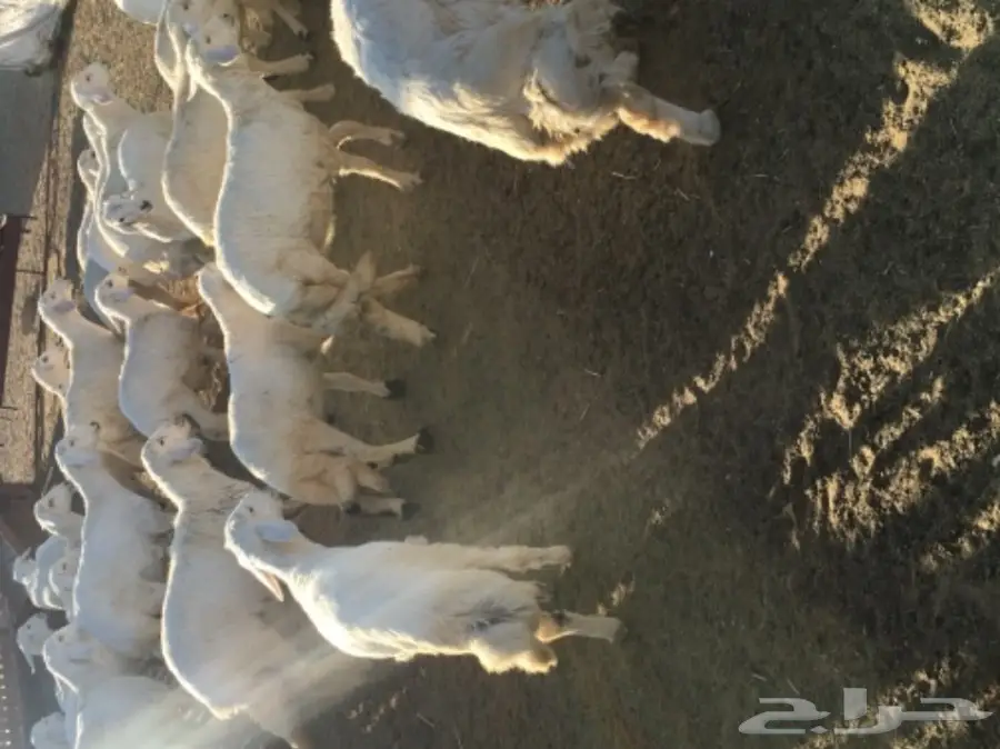 بهم خرفان ورخال غنم شهران (image 6)