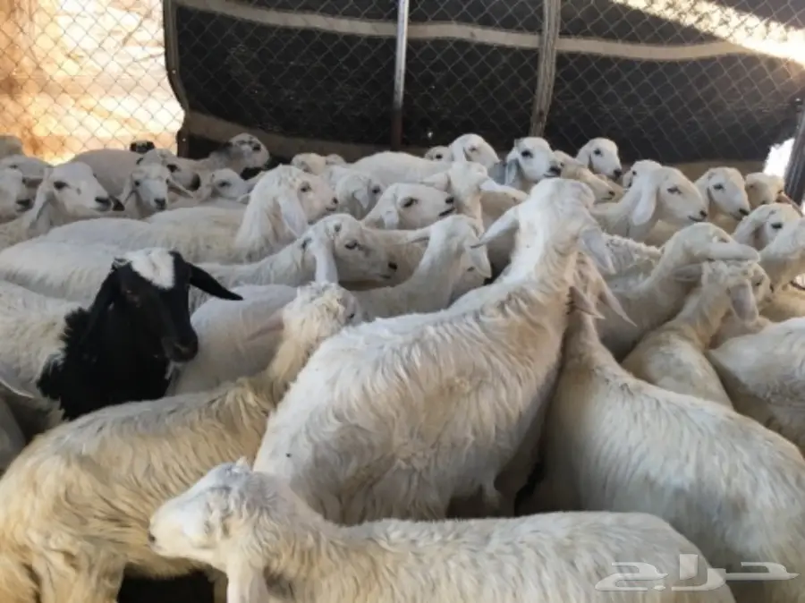 بهم خرفان ورخال غنم شهران (image 7)