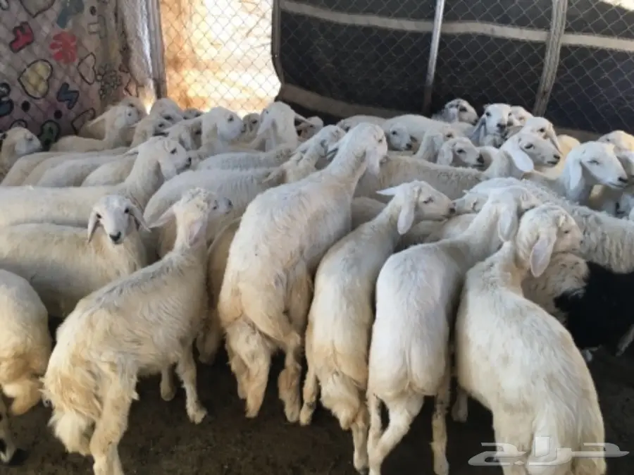 بهم خرفان ورخال غنم شهران (image 8)