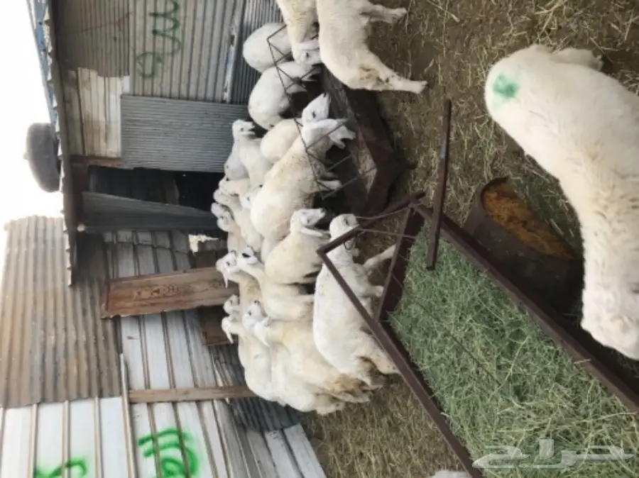 رخال حريه على مستوى