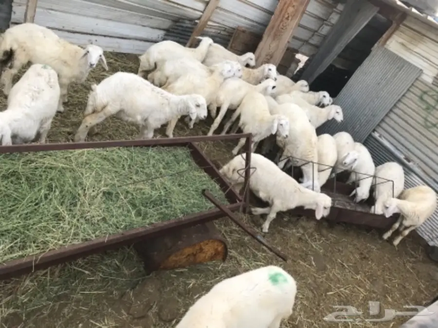 رخال حريه على مستوى (image 1)