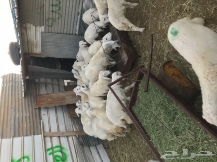 رخال حريه على مستوى (image 2)