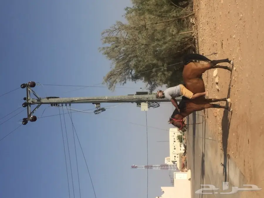 حصان شعبي عمره10 سنوات
