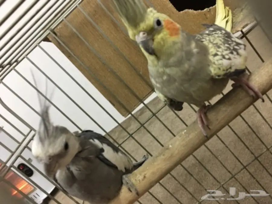 للبيع زوج كروان سبق له الانتاج