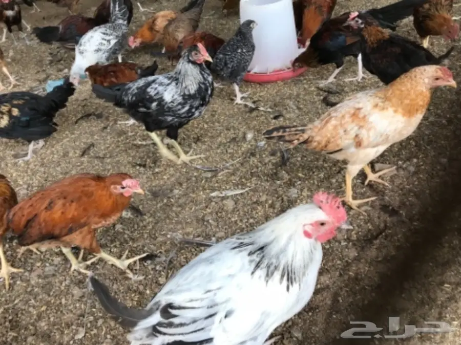 مزاد ديوك احجام جامبو 