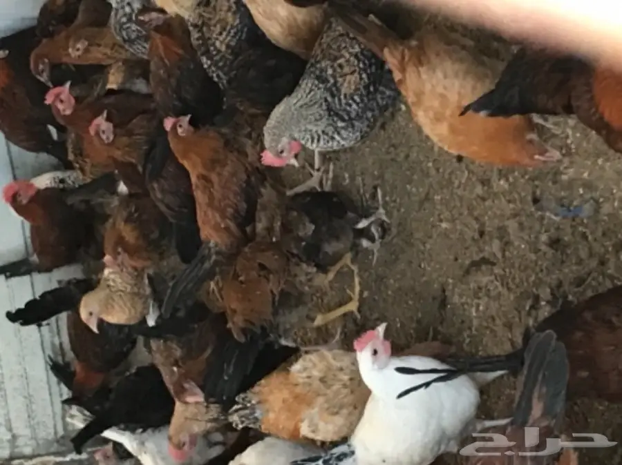 مزاد ديوك احجام جامبو  (image 1)