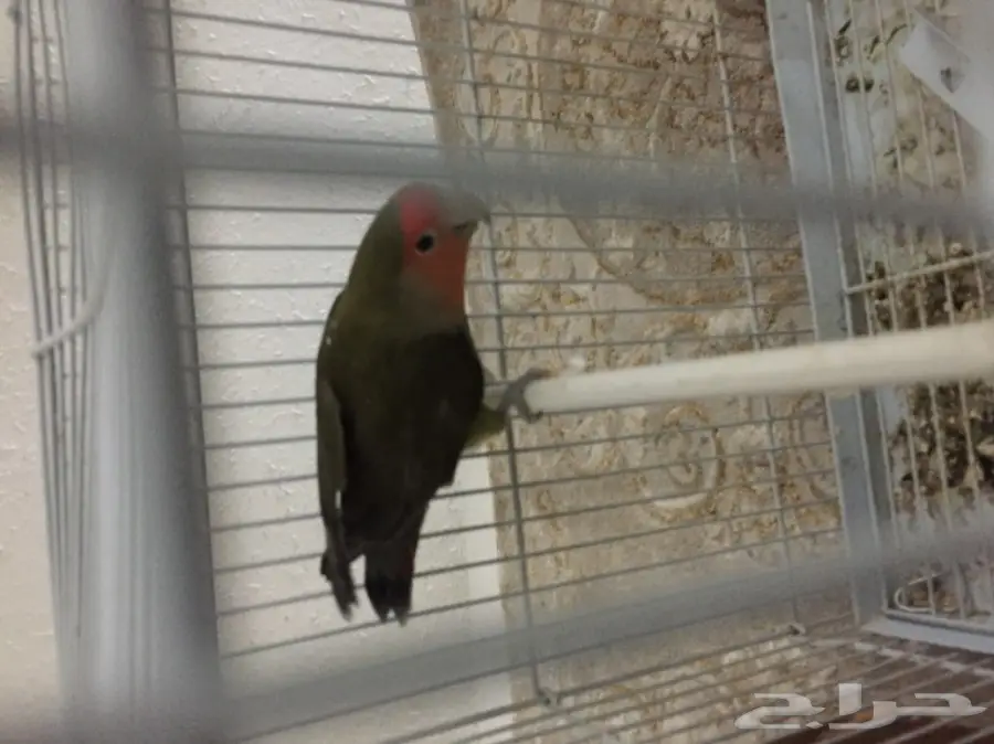 ببغاء روز (image 1)