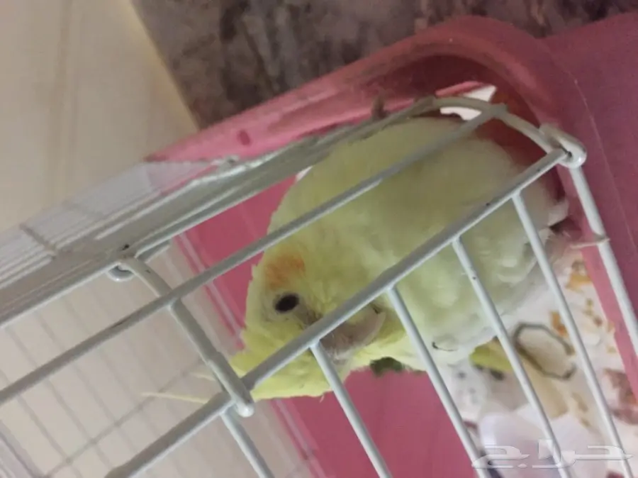 طير كوكتيل (image 1)