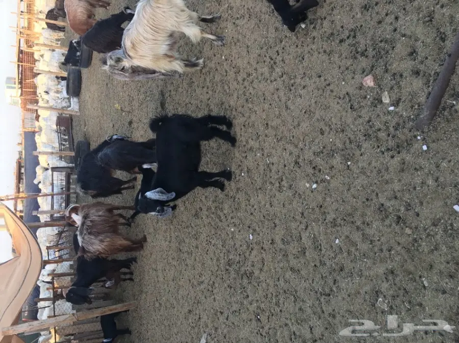 جفار صغار للبيع - مثالية للمندي والشوي!