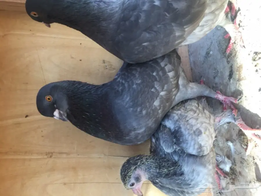 زوج كنوج وحش معه فرخ 