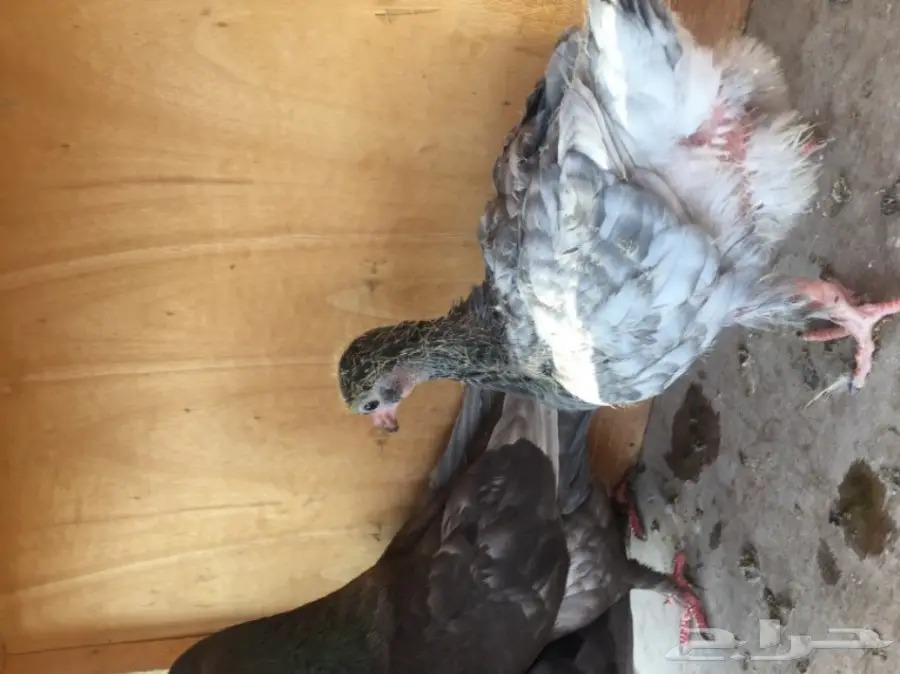 زوج كنوج وحش معه فرخ  (image 1)