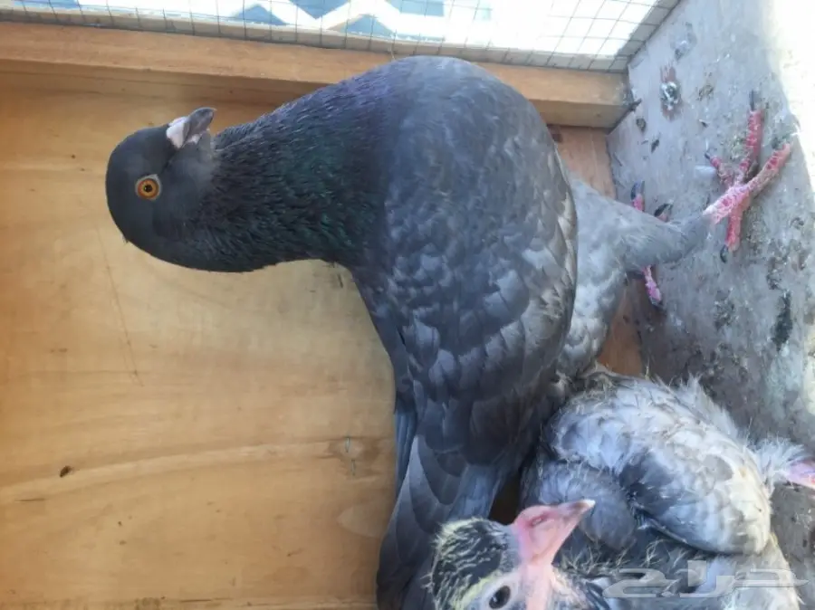 زوج كنوج وحش معه فرخ  (image 2)