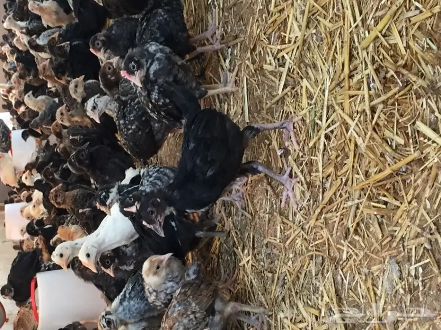 للبيع صوص بلدي 