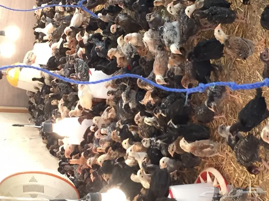 للبيع صوص بلدي  (image 1)