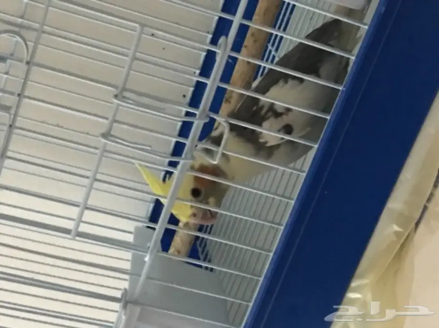 كروان على السوم  (image 1)