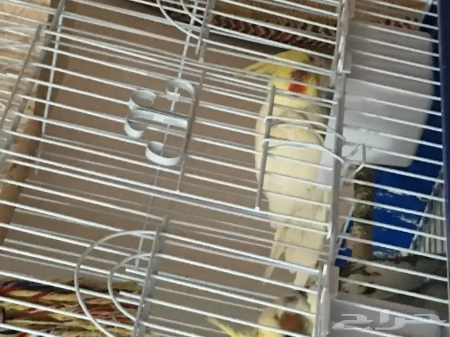 كروان على السوم  (image 2)