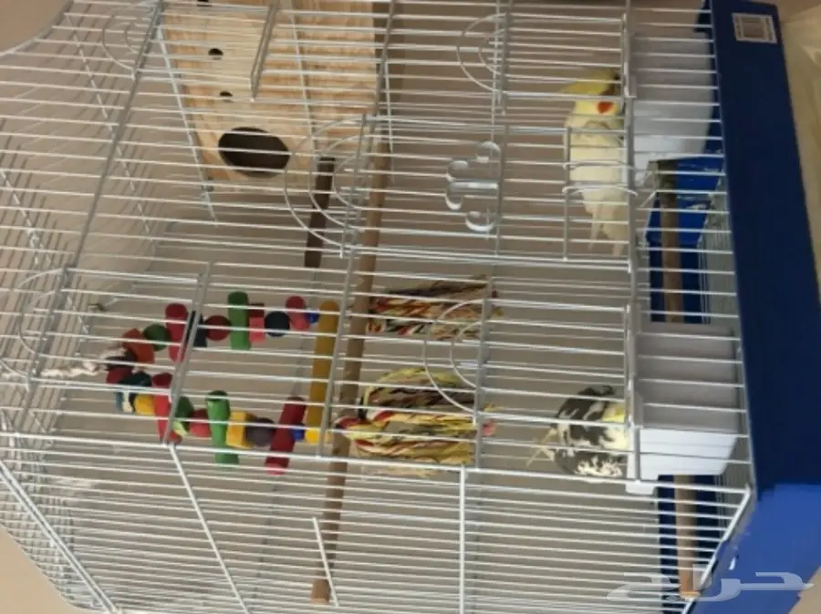 كروان على السوم  (image 3)