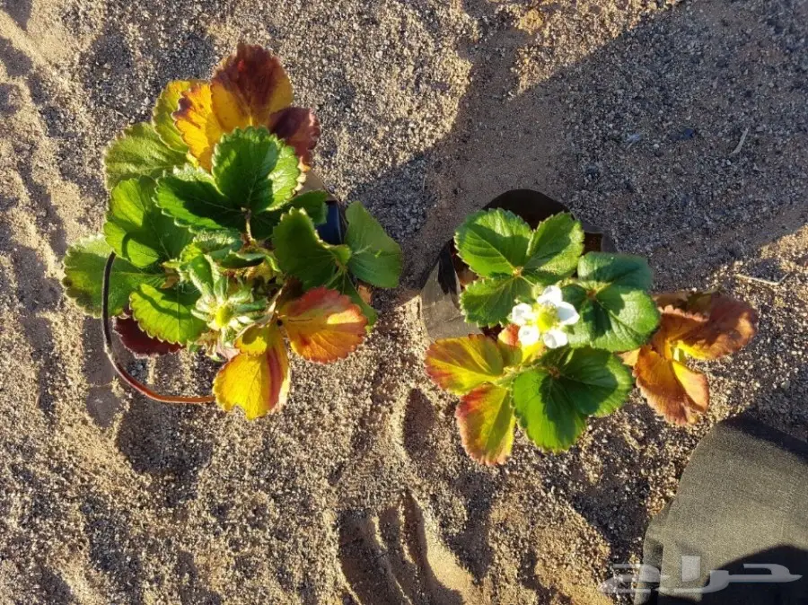 شتلات فراولة للبيع بمحافظة الغزالة  (image 2)