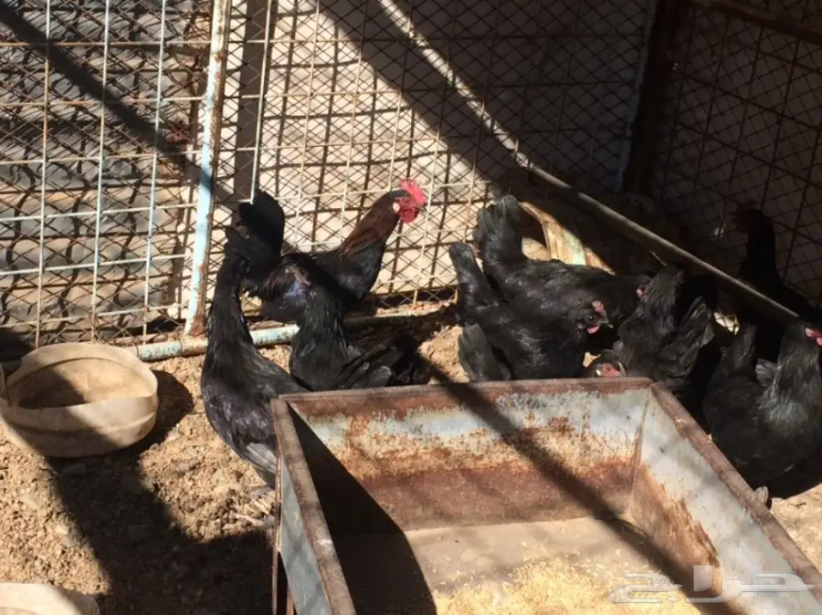 دجاج بلدي (image 1)