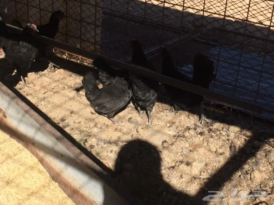 دجاج بلدي (image 2)