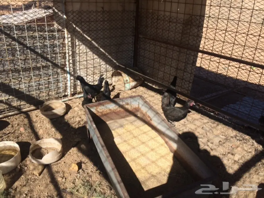 دجاج بلدي (image 3)