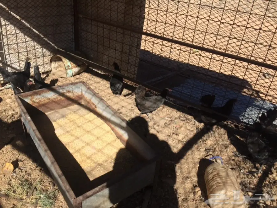 دجاج بلدي (image 4)