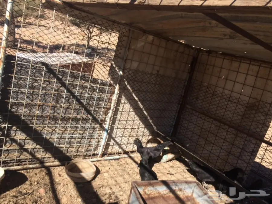 دجاج بلدي (image 5)