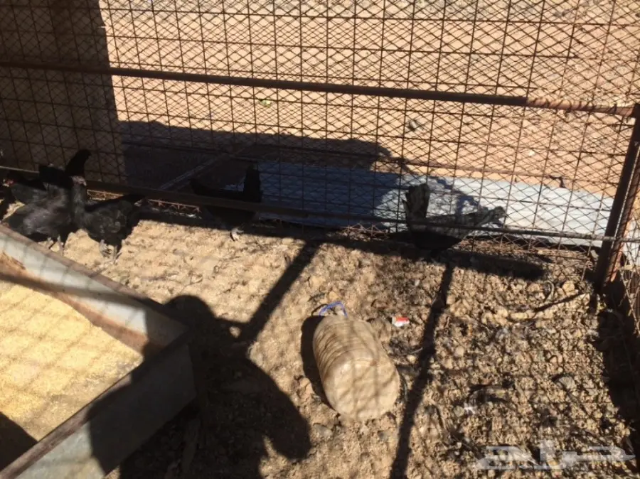 دجاج بلدي (image 6)