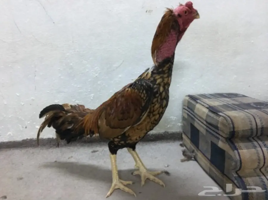 طقم دجاج باكستاني