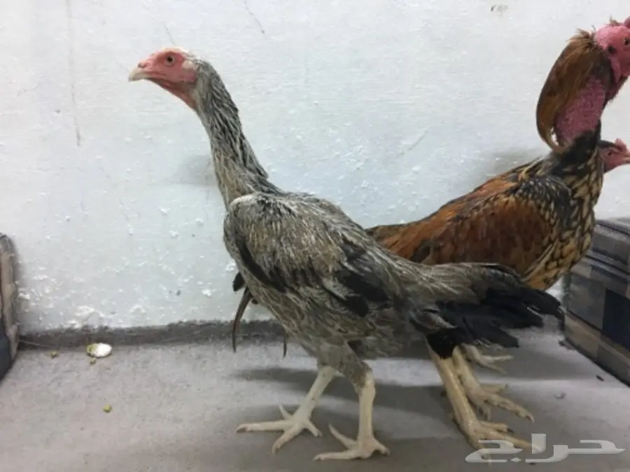 طقم دجاج باكستاني (image 1)