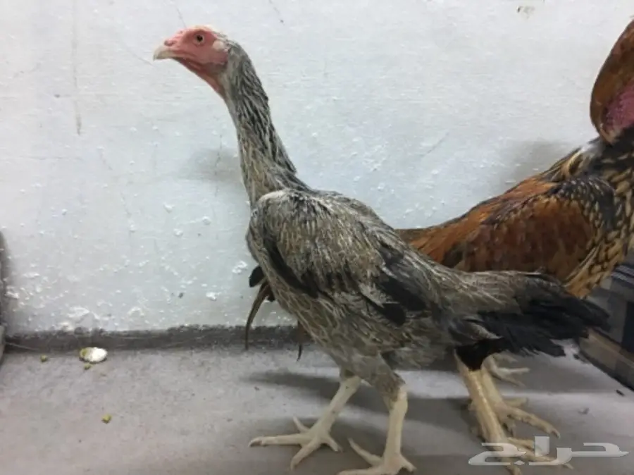 طقم دجاج باكستاني (image 2)