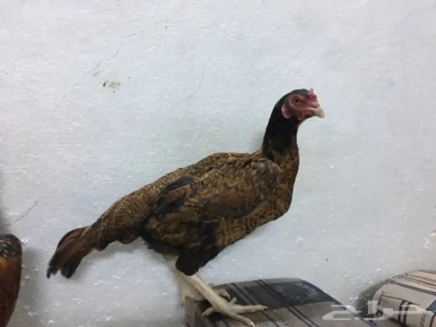 طقم دجاج باكستاني (image 3)