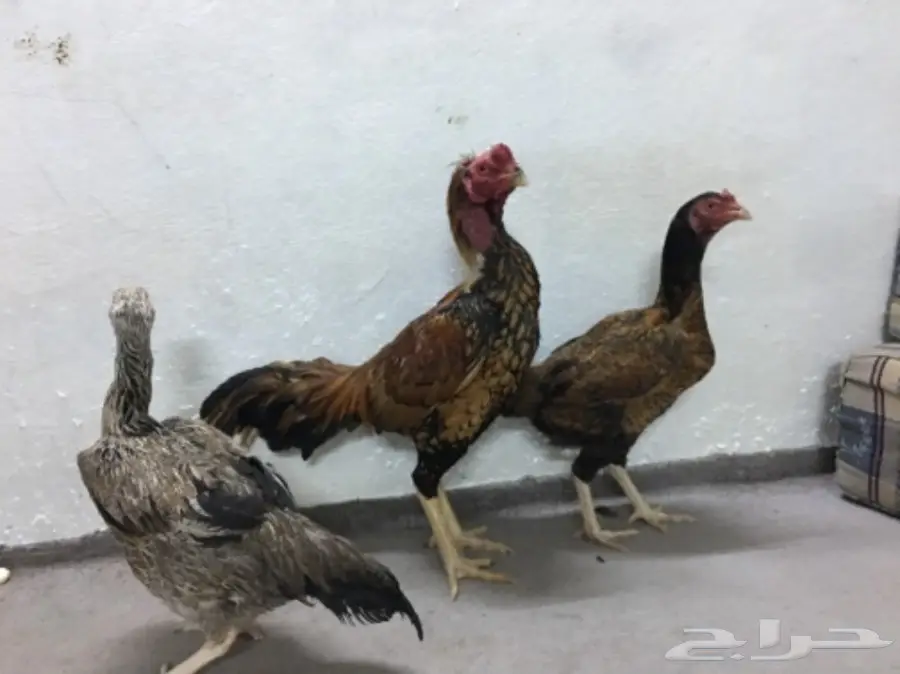 طقم دجاج باكستاني (image 4)