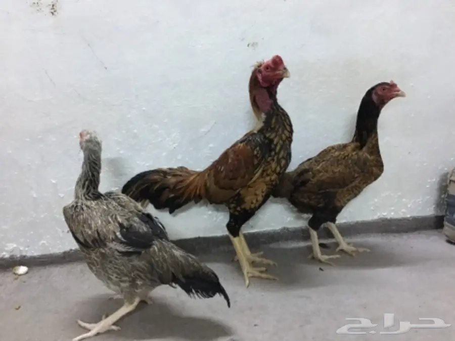 طقم دجاج باكستاني (image 5)