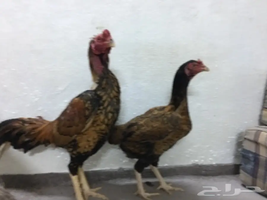 طقم دجاج باكستاني (image 6)