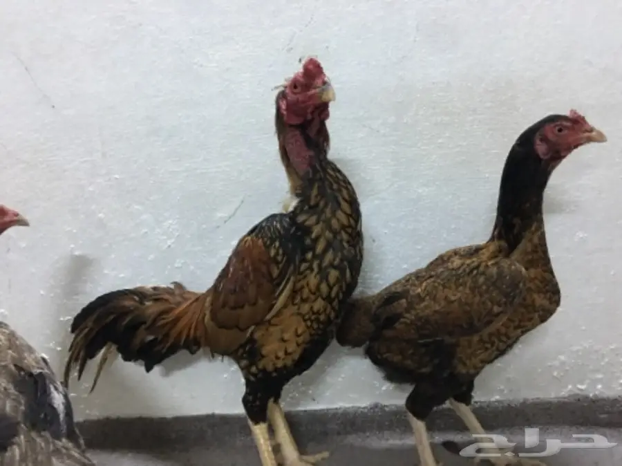 طقم دجاج باكستاني (image 7)