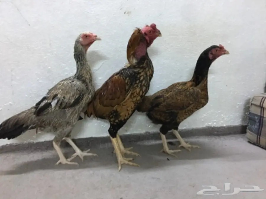 طقم دجاج باكستاني (image 8)