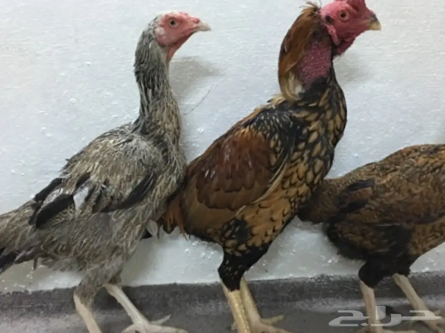 طقم دجاج باكستاني (image 9)