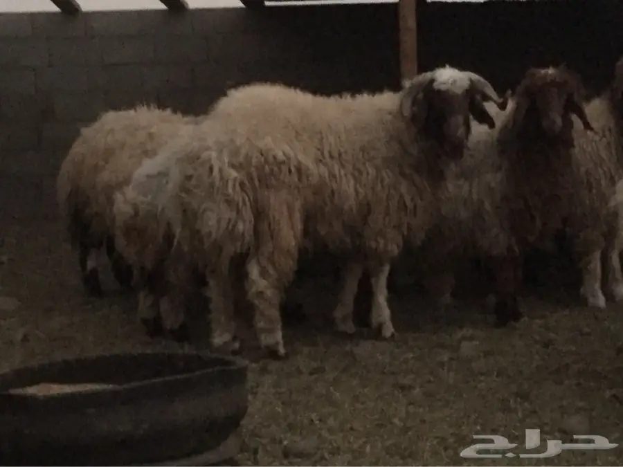 خرفان ورخال - فرصت ممتازة! (image 6)