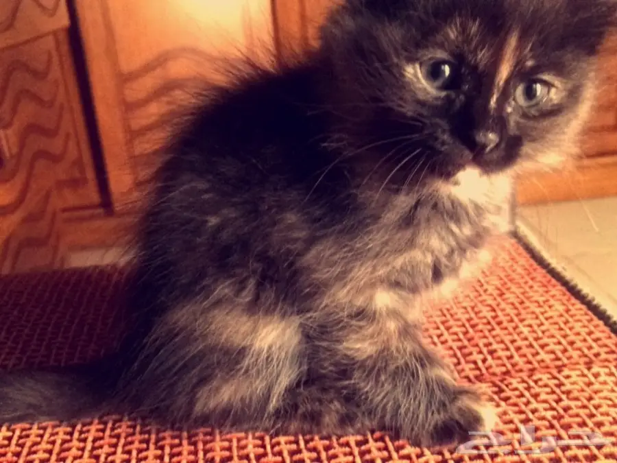 قطه جده (image 1)