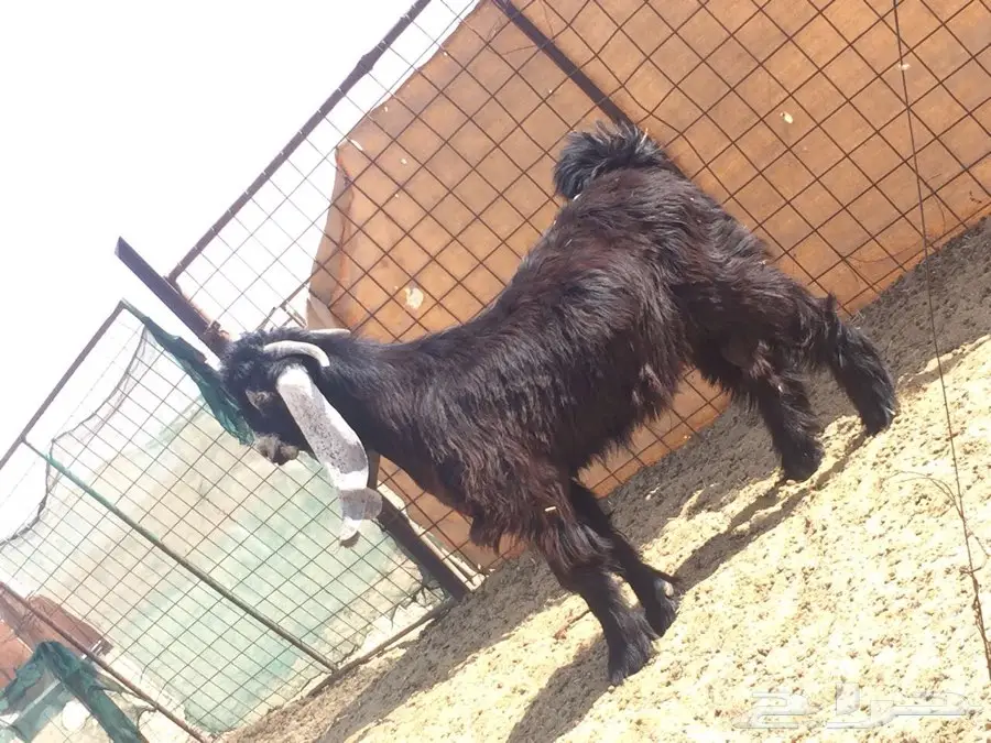 تيس مشروع فحل (image 5)