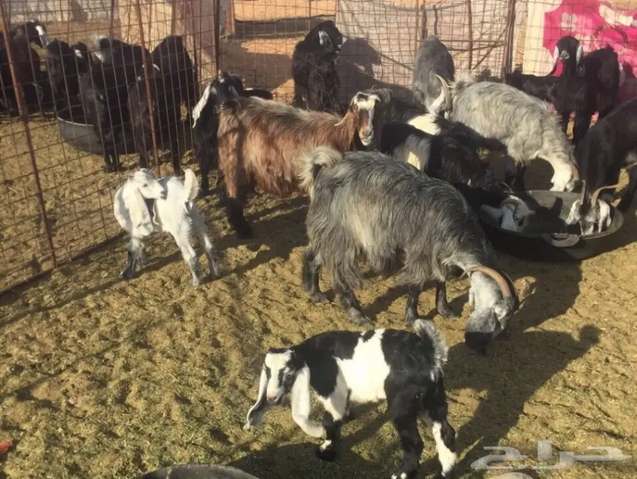 معزا مولدة (image 3)