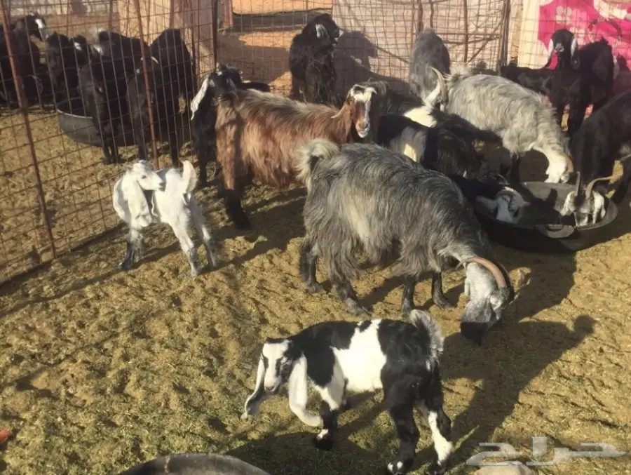 معزا مولدة (image 5)