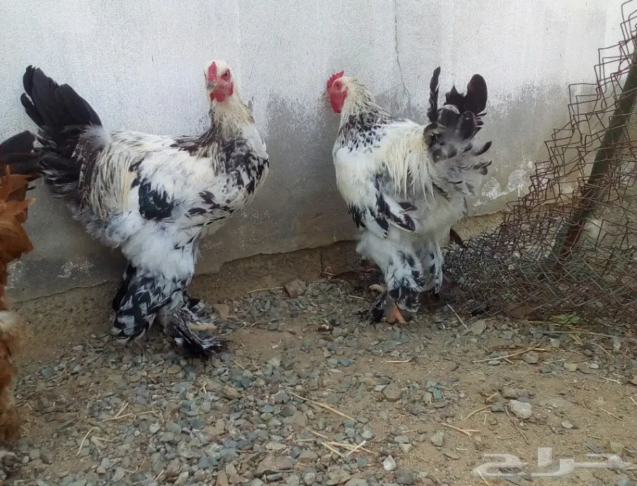 ديكين براهماء كولمبي